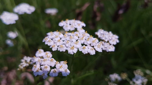 Close-up of white flowers blooming outdoors