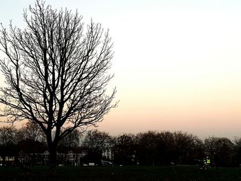 Trees against sky during sunset