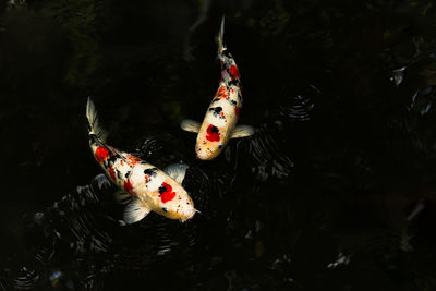 Japan koi fish swimming in a pond in black background