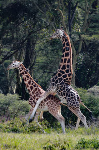 Giraffe mating while standing on field in forest