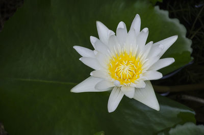 Closeup on white lotus