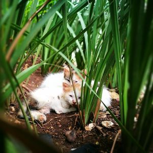 Close-up of cat in grass