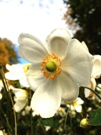 Close-up of white flower