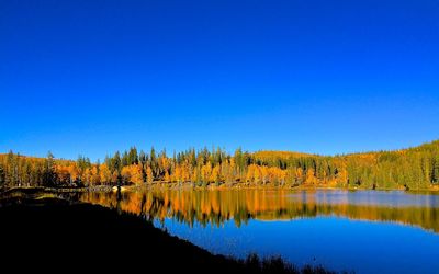 Reflection of trees in calm lake against clear blue sky