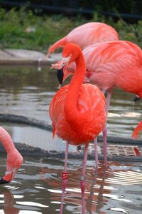 View of a bird drinking water