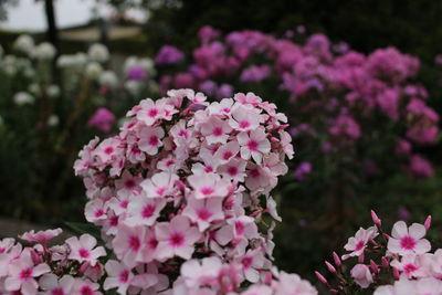 Close-up of white flowering plants