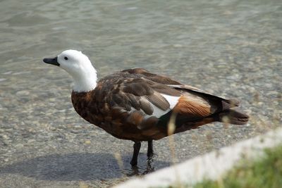 Close-up of bird