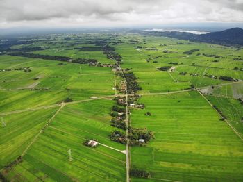 Aerial view of green rice field