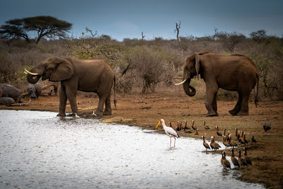 Elephants drinking water in dam - sunset dam, kruger national park