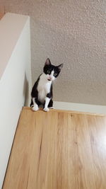 Low angle portrait of cat sitting on cabinet