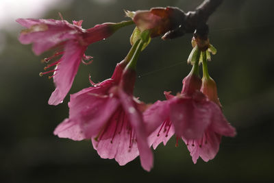 Close-up of water drops on pink flowers