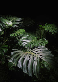 Close-up of leaves against black background