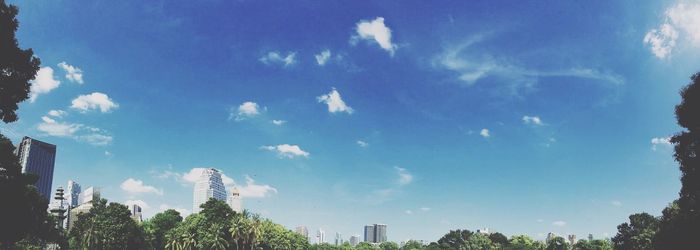 Low angle view of trees against blue sky