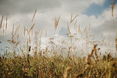 Grass and sky