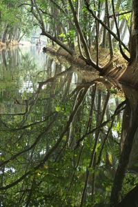 Reflection of trees in water