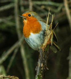 Close-up of bird perching outdoors