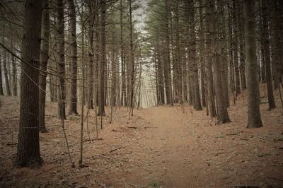 Trees on field in forest