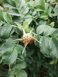 High angle view of insect on plant