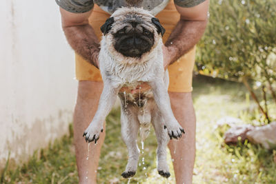 Midsection of man holding wet dog while standing in yard