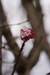 Close-up of pink rose
