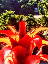 Close-up of red flowers blooming outdoors