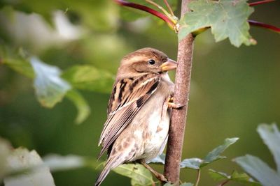 Close-up of sparrow perching on tree