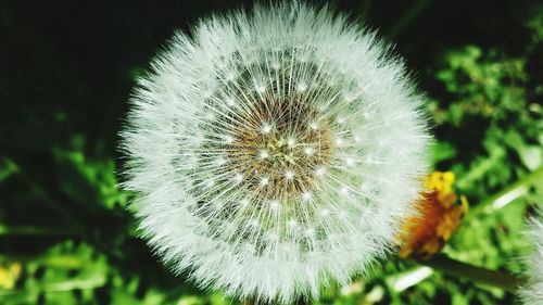 Close-up of dandelion