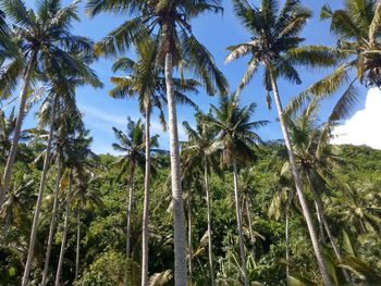 Low angle view of coconut palm trees against sky