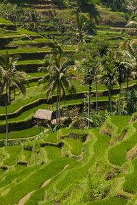 Scenic view of palm trees on field