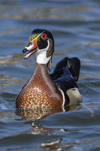 Wood duck swimming in lake