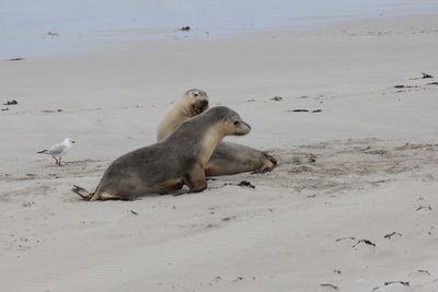 Sheep on beach