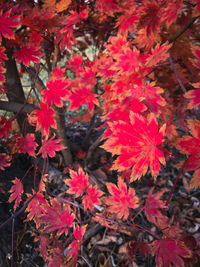 Close-up of red maple leaves on tree