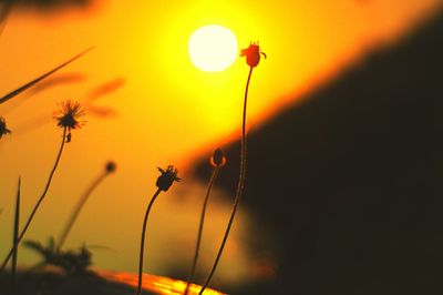 Close-up of silhouette flower against orange sky