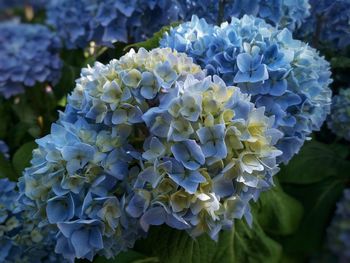 Close-up of purple hydrangea flowers