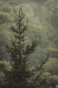 Low angle view of bare tree against cloudy sky