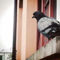 Birds perching on railing