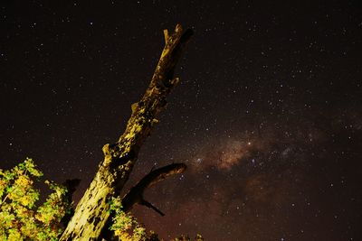 Low angle view of bare tree against sky at night