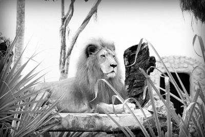 Close-up of monkey sitting outdoors