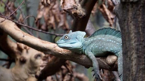 Close-up of lizard/ iguana on tree/ branch