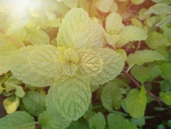 Close-up of flowers blooming outdoors