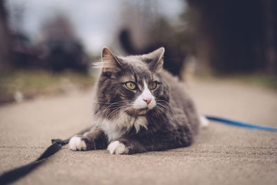 Close-up of cat