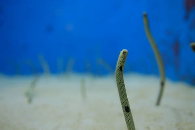 Close-up of lizard in sea