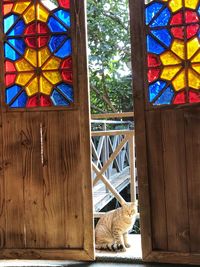 Cat looking through window