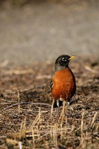 Close-up of bird perching outdoors