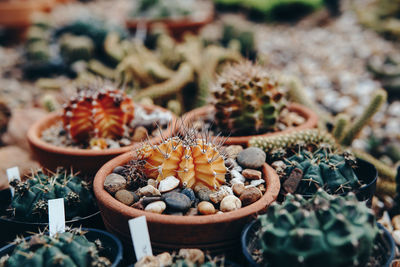 High angle view of succulent plants for sale at market