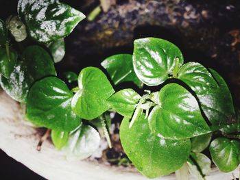 Close-up of green leaves