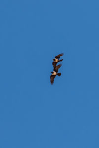 Low angle view of bird flying against blue sky