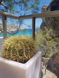 Close-up of cactus plant against window