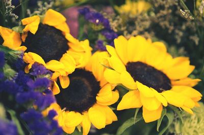 Close-up of yellow flowering plant