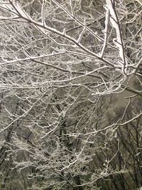 Bare trees against the sky